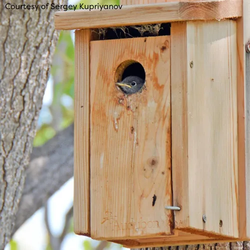 Vista 4 de Woodlink NABB Audubon Cedar Bluebird Casa