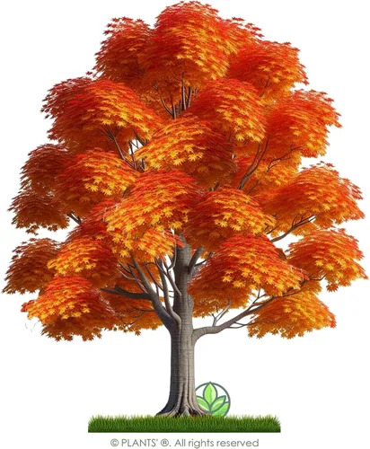 Vista 3 de Northern Sugar Maple Tree Semillas Premium Acer Saccharum 'Fall' Plants' (Premium Seeds, 10)