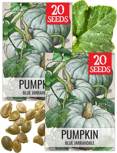 Vista 15 de Seed Needs Semillas de calabaza para plantar calabazas pequeñas de tarta de azúcar, semillas de verduras sin OMG y sin tratar para plantar un huerto