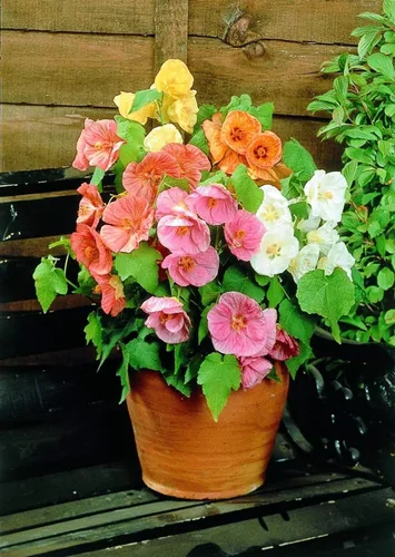Vista 4 de Semillas de mezcla de arce floreciente Abutilon cultivar en interiores para plantar sin OMG (50 semillas en paquete)