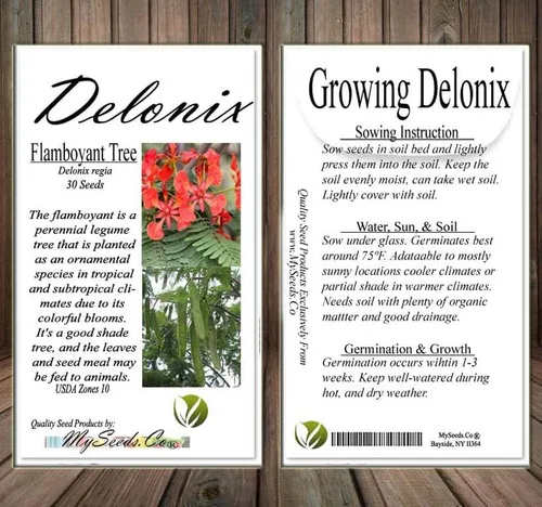 Vista 6 de Delonix regia (árbol extravagante), 5 pétalos arrugados en forma de cuchara, flores de color rojo brillante, elige la cantidad (1 unidad)
