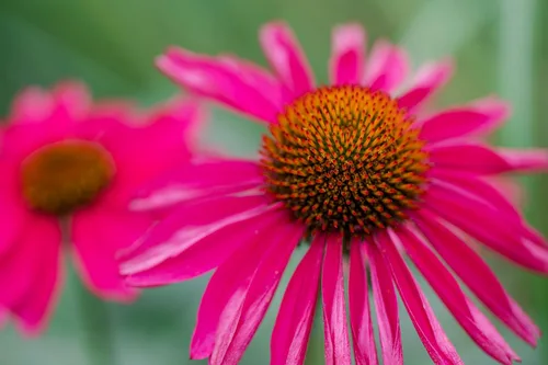 Vista 6 de 25 semillas de flor de hierba blanca y naranja rojo amarillo púrpura rosa blanco