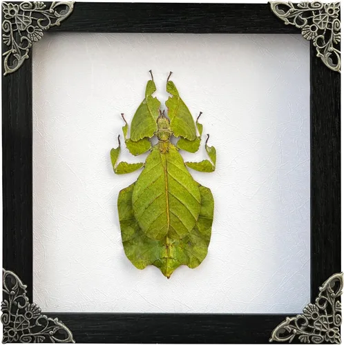 Vista 75 de 2 Real Dragonfly Specimens Shadow Box Framed Insect Display Oddities Curiosities Entomology Collection Natural History Wall Decor Gift for Nature