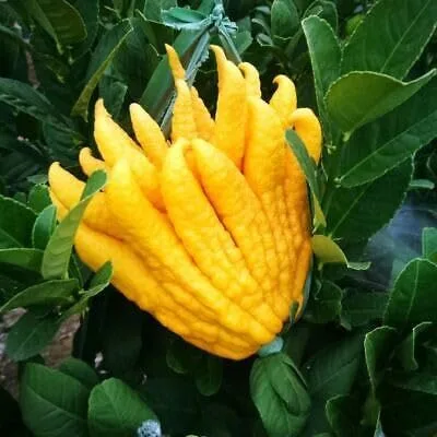 Vista 2 de Nuevas semillas frescas de planta de mano de Buda de 30 piezas Generic