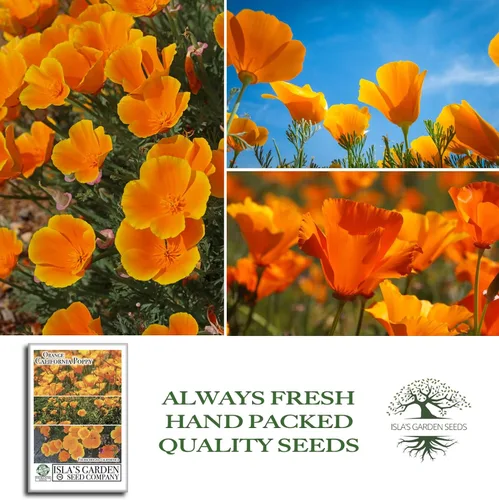 Vista 4 de Orange California Poppy, más de 1500 semillas de flores por paquete, semillas de jardín de Isla (semillas de jardín de Isla), semillas sin OMG