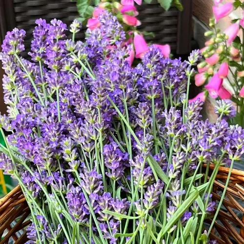 Vista 4 de ZEshops 1000 semillas de lavanda – Floraciones de reliquia fragantes sin OMG para plantar al aire libre, plantas perennes aptas para polinizadores