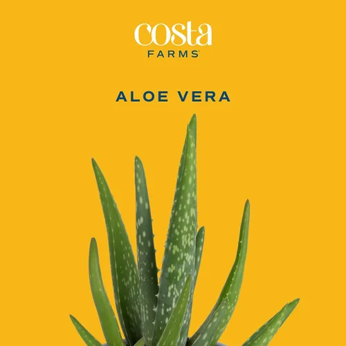 Vista 2 de Costa Farms Planta de aloe vera, suculenta viva, planta de interior de fácil cuidado en maceta de cultivo, purificador de aire de habitación, mesa