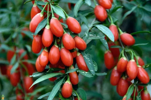 Vista 8 de Potenciador de cerebro y memoria, bayas de Goji, complejo antioxidante natural, apoyo inmunológico, píldoras de suplemento de noni, extracto
