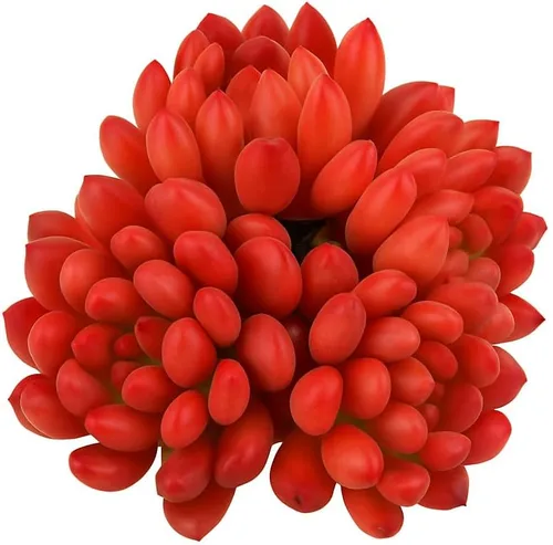 Vista 12 de Echeveria Agavoides Blue Dragon – Planta suculenta viva – 3 pulgadas – Tolerante a la sequía, bajo mantenimiento, perfecta para decoración