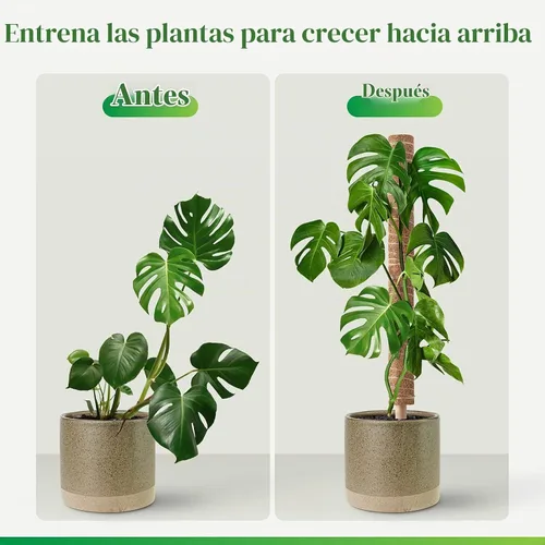 Vista 2 de Pisol Poste de musgo para plantas Monstera, soporte extensible para palitos