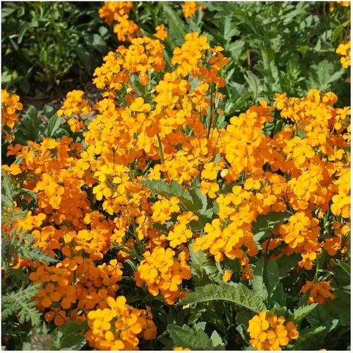 Vista 2 de Everwilde Farms - Semillas de flores silvestres de alhelí siberiano de 1 onza - Gold Vault