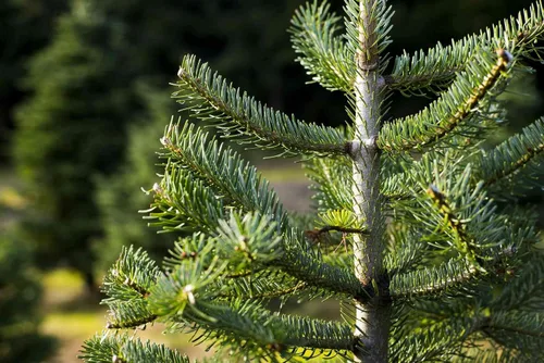 Vista 4 de Abies Balsamea - Semillas de abeto para plantar al aire libre/50 semillas en maceta