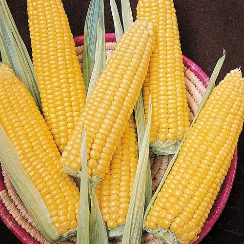 Vista 5 de Semillas Azúcar Maíz Dulce Vegetal de la reliquia para plantar No-GMO