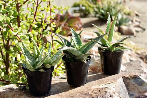 Vista 11 de Plantas suculentas de aloe vivo (paquete de 3), plantas suculentas viven en tierra para macetas, plantas suculentas en maceta, plantas vivas