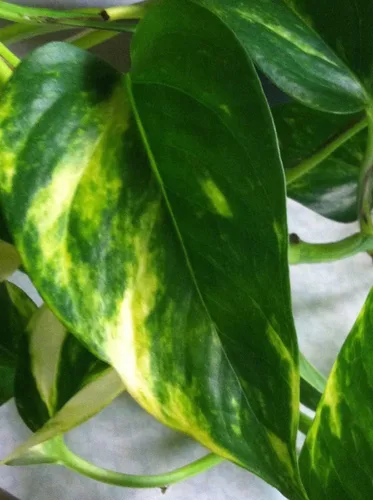 Vista 2 de Golden Devil's Ivy - Pothos - Maceta colgante de 8 pulgadas - Muy fácil de cultivar única de Jmbamboo