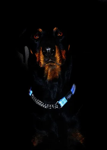 Vista 6 de Rogz Utility - Collar de perro de medio cheque reflectante de 1 pulgada, color naranja