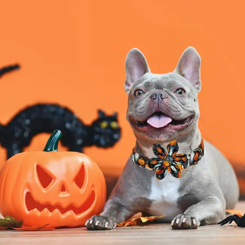 Vista 3 de Collar de perro de Halloween con lazo de girasol, calabaza festiva y collar espeluznante para mascotas pequeñas, medianas y grandes cachorros