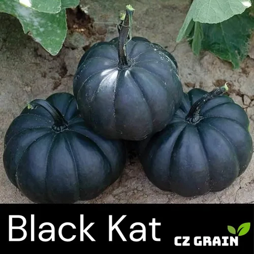 Vista 2 de Semillas de calabaza para plantar (10 semillas) – Calabaza exótica negra – Calabazas negras profundas de piel lisa – Variedad decorativa rara