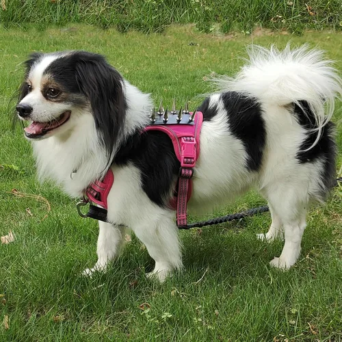 Vista 3 de Arnés táctico para perro, chaleco reflectante sin tirones, chaleco táctico para perro de trabajo, chaleco de servicio para perro, chaleco