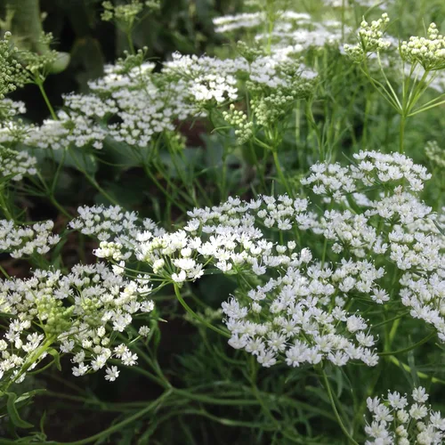 Vista 2 de Plant Good Seed Semillas de anís, paquete de 125 semillas tradicionales para plantar hierbas y flores, suministros de jardinería, flores silvestres