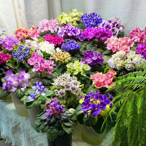 Vista 3 de Semillas de violeta africana para plantar, 50 piezas de semillas perennes de Saintpaulia violeta africana, plantas de flores raras sin OMG, plantas