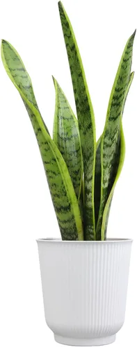 Vista 7 de Plants for Pets - Planta de serpiente viva con maceta blanca decorativa, suculentas Sansevieria Trifasciata Laurentii, plantas
