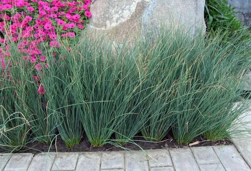 Vista 3 de Blue Arrows Rush Grass - Juncus Inflexus - 3 plantas vivas - Tolerante a la sequía de bajo mantenimiento