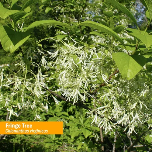 Vista 2 de Herb Pharm Extracto líquido Fringe Tree para apoyo del sistema digestivo - 1 onza