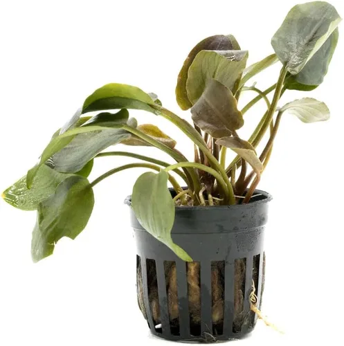 Vista 14 de SubstrateSource Bucephalandra Brownie Phantom - Planta de acuario viva – Decoración natural de pecera de agua dulce, decoración acuática