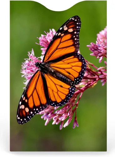Vista 4 de Monarque Fundas de bloqueo RFID para tarjetas de crédito (juego de 6) - Paquete de mariposa, Mariposa