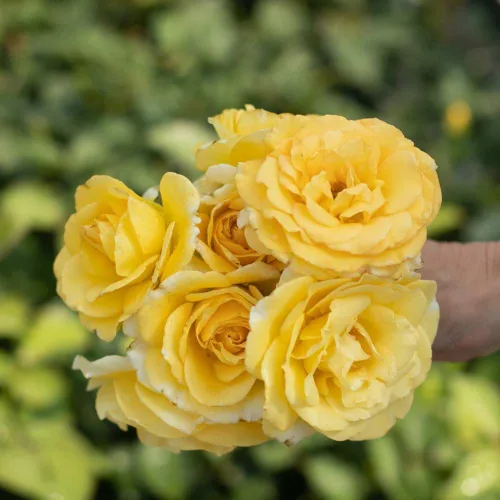 Vista 5 de Heirloom Roses Yellow Rose Bush - Robert Bruce Planta amarilla viva para plantar al aire libre