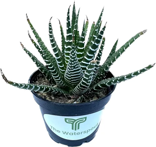 Vista 2 de Colecciones de cactus suculentas de 2 pulgadas (planta cebra Haworthia Fasciata)