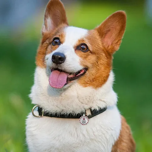Vista 6 de Etiqueta de perro de apoyo emocional, etiqueta de identificación de metal para mascotas, etiqueta ESA, símbolo de alerta médica roja de doble cara