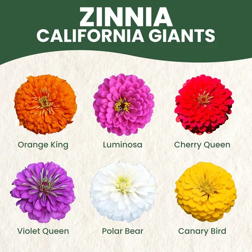 Vista 3 de Zinnia California Giants - Paquete grande de 1 onza - 3,000 semillas de flores para plantar - Zinnia elegans