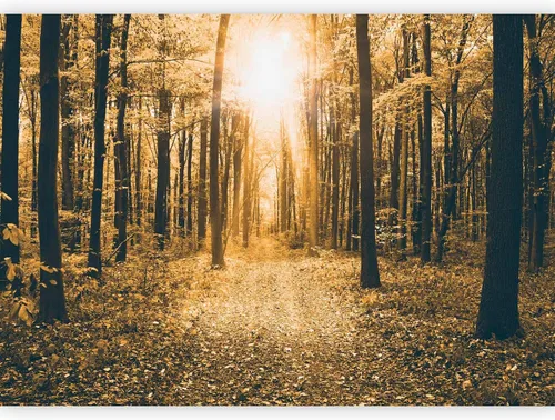 Vista 39 de artgeist Mural de pared premium Bosque púrpura, 79 x 55 pulgadas, papel tapiz no tejido, decoración de pared de vellón, impresión fotográfica