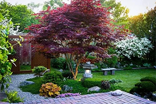 Vista 9 de Planta viva de arce rojo japonés, árbol de 1 a 2 pies de alto en maceta de 3 pulgadas, arce rojo enano ornamental al aire libre para paisajismo