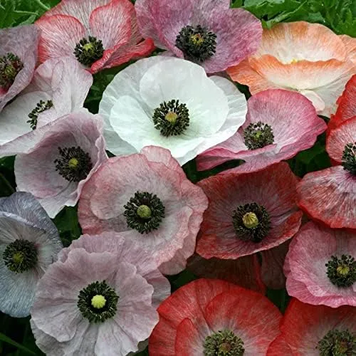 Vista 9 de Park Seed Semillas de plantas de flores de amapola, fáciles de cultivar, perfectas para jardín de primavera, gris increíble, paquete de 100