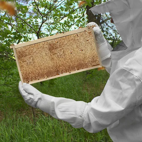 Vista 7 de Honey Keeper Kit de 10 marcos de colmena de cera de abeja 100% y 10 marcos profundos con bases para apicultura Langstroth