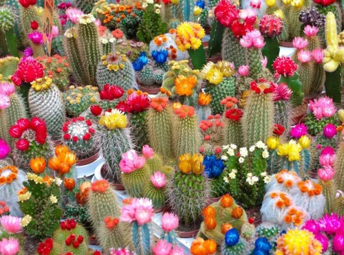 Vista 2 de Mezcla de variedades de cactus de semillas - Perenne para plantar - Sin OMG