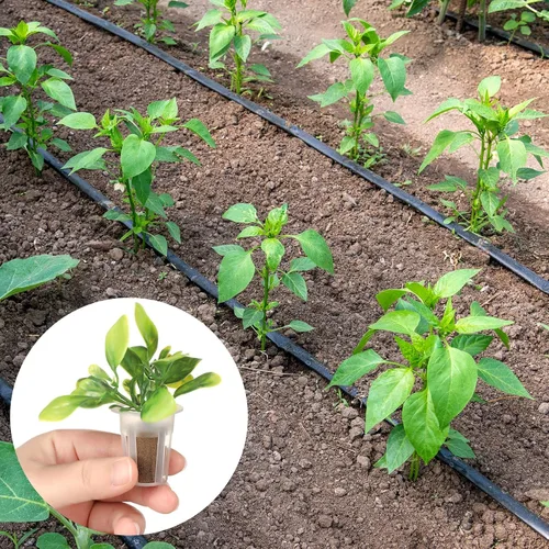 Vista 6 de Jutom Kit de 60 esponjas hidropónicas para cultivo de semillas