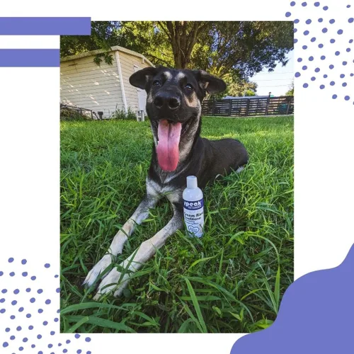 Vista 7 de Speak Pet Products Acondicionador de enjuague en crema natural para perros, ciruela de arándanos iluminadores, 17 onzas