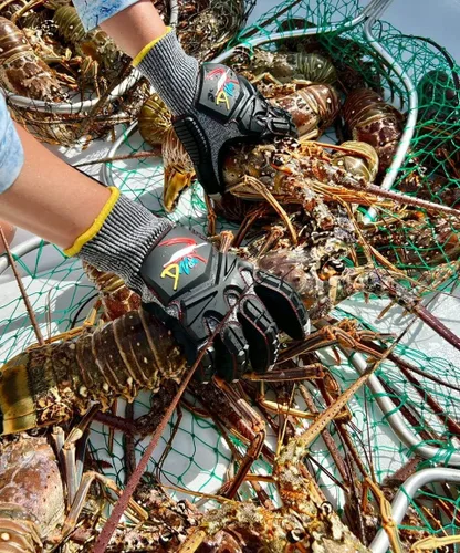Vista 5 de D Vein Guantes de langosta para buceo Kevlar Pesca Submarina Guante de buceo Resistente a pinchazos