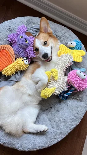 Vista 9 de Nocciola Paquete de 5 juguetes chirriantes para perros, lindos y suaves y arrugados de felpa para mascotas, juguetes masticables para cachorros
