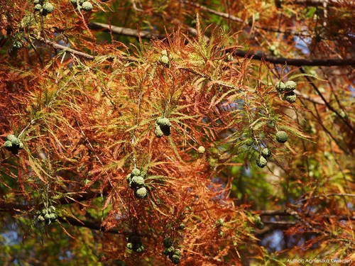 Vista 6 de Southern Bald Cypress Tree Semillas Premium Taxodium distichum 'Summer' Plants'® (Semillas premium, 10)