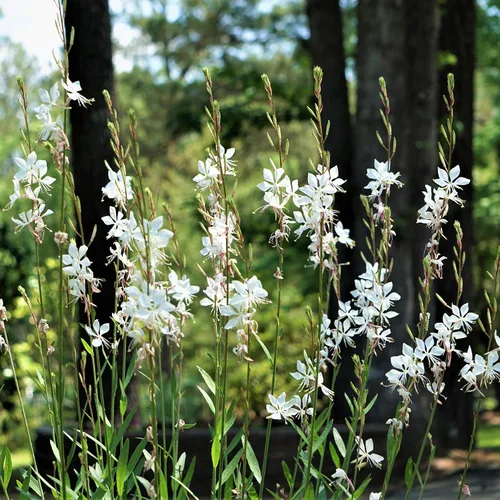 Vista 7 de Outsidepride Gaura Seeds - 200 unidades. Semillas perennes, tolerantes a la sequía y de bajo mantenimiento, semillas de flores para plantar fáciles