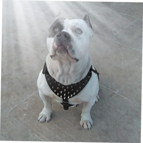 Vista 5 de Arnés de perro de poliuretano con tachuelas para razas Terrier resistente, cuello negro, pecho transpirable, forro suave de metal