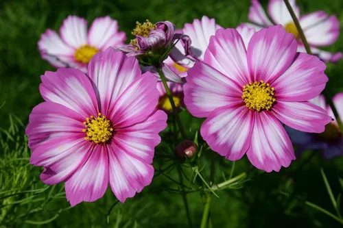 Vista 3 de Semillas Cosmos Pikoti Mix (Mexican Aster) Flores anuales para plantar sin OMG