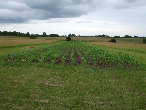 Vista 6 de 1 libra de libra Reid's Yellow Dent Field Corn Open Polinated Non GMO Reids USA