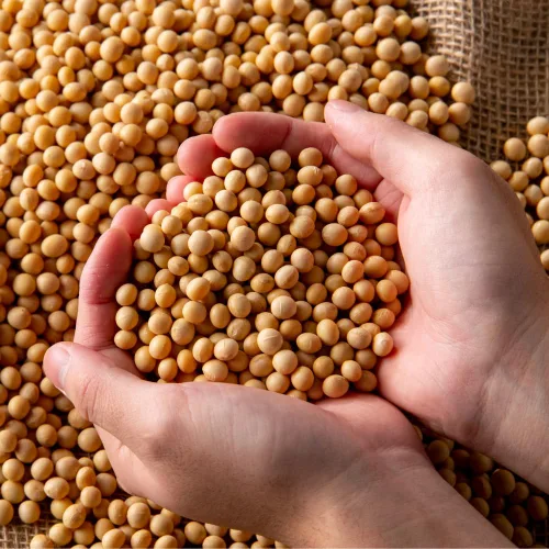 Vista 4 de Frijoles de soja enteros, soja amarilla seca seca ideal para hacer leche de soja y tofu, Dau Nanh 12 oz (340 g)