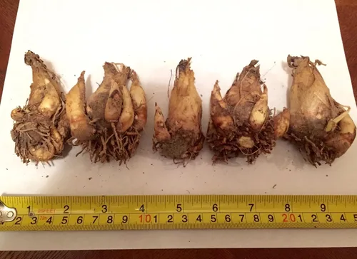 Vista 7 de Tuberose Single Mexicano Pequeña Caja Plana Llena de Bulbos FRAGRANT Polianthus